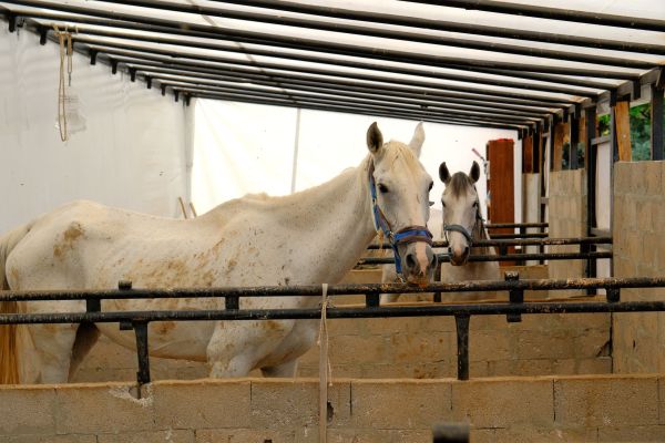 Découvrez le rôle clé de l'élevage équin à Chaumont-Porcien