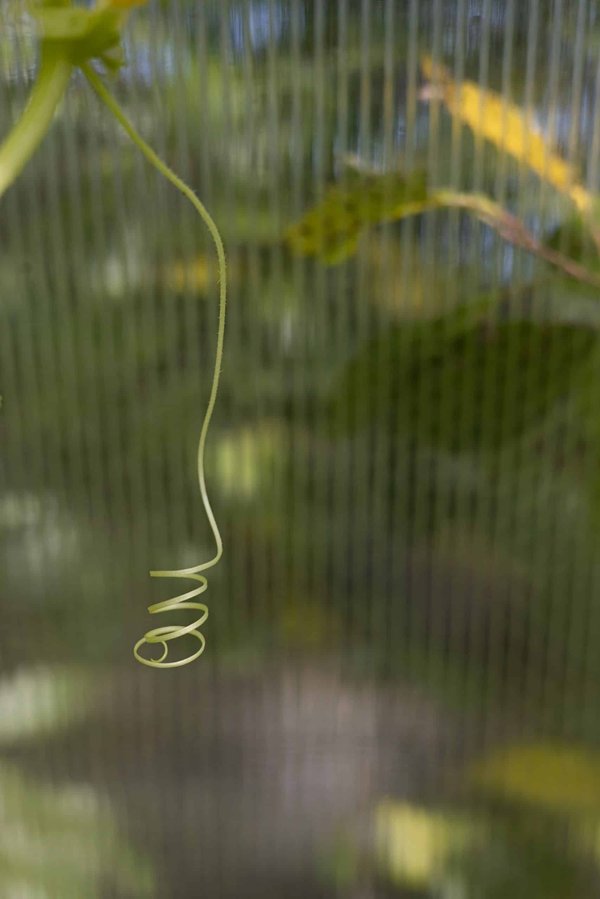 Comment les pika américains s'adaptent-ils aux fluctuations de température en haute montagne ?