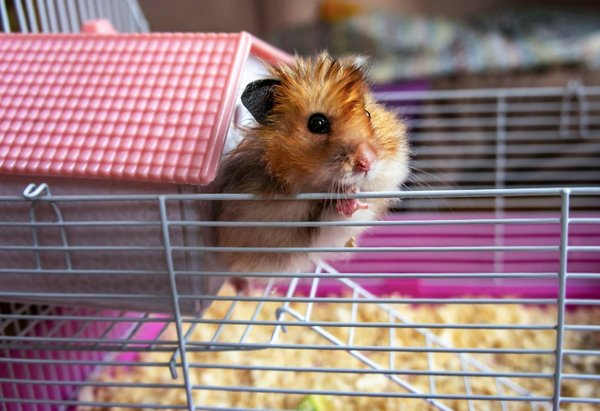 Tout sur les cages hamster : confort, sécurité et plaisir